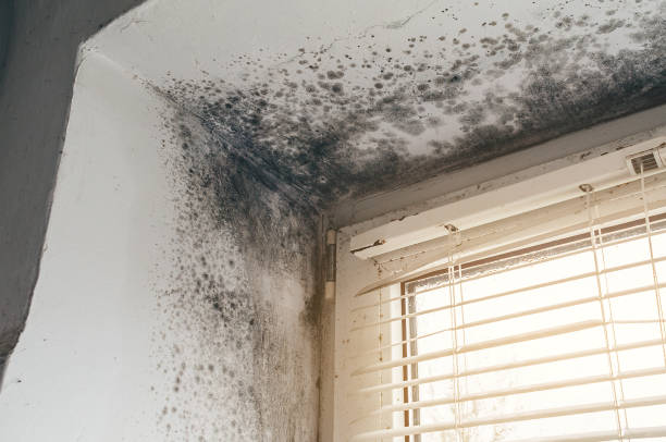 Affordable Mold Removal solutions in Gallitzin, PA